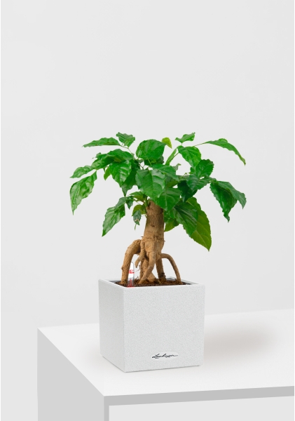 Радермахера бонсай 12/30 см в CANTO STONE 14