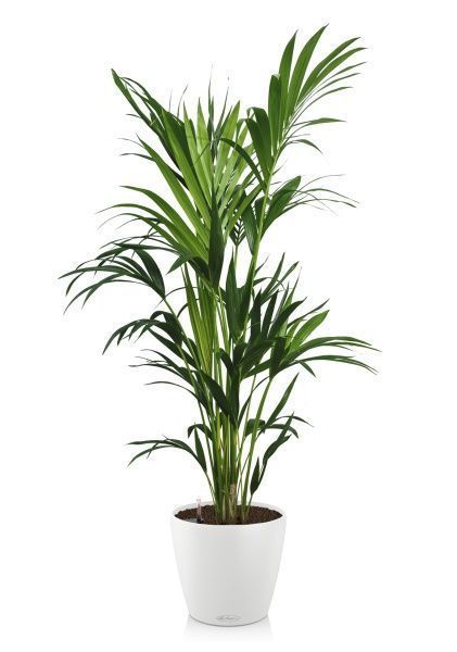 Ховея Кентия 27/190 см в CLASSICO COLOR 43