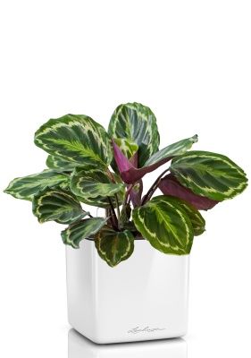 Калатея Медальон 12/40 см в CUBE GLOSSY 14, белый блестящий