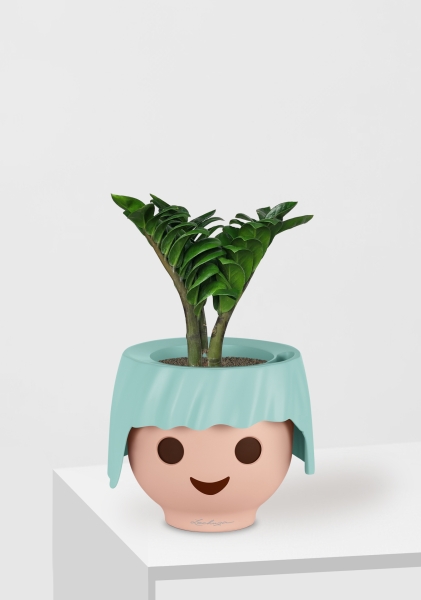 Замиокулькас Зензи в OjO