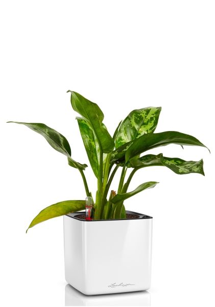 Аглаонема Цитронелле 12/30 см в CUBE GLOSSY 14