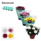 Хризантема Грандеза микс (decorum) d13 см h25 см