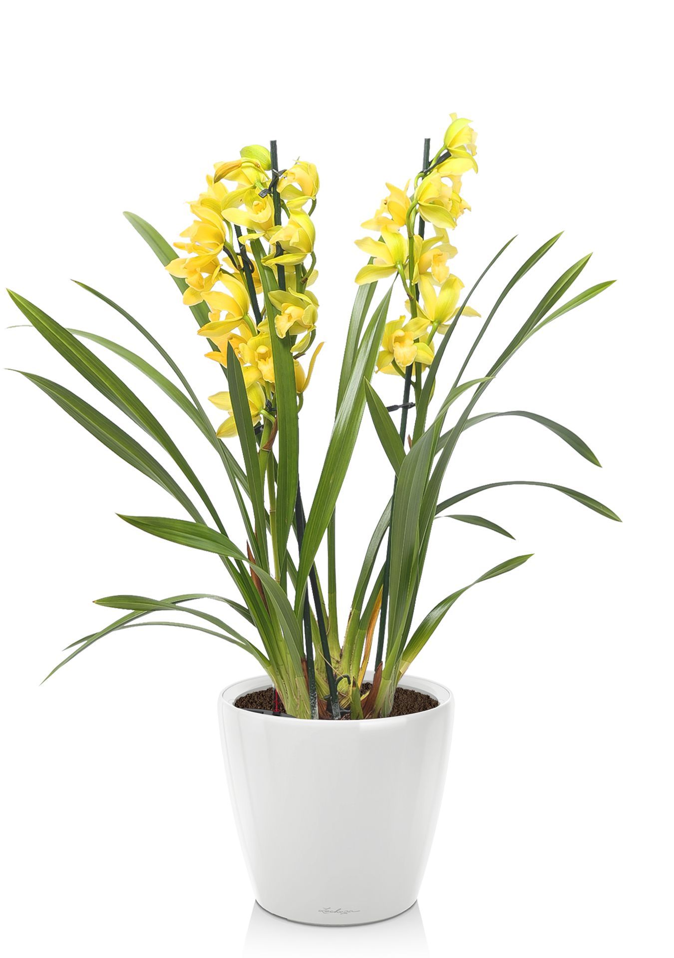 Орхидея Цимбидиум в CLASSICO LS 21 Орхидея Цимбидиум в CLASSICO LS 21