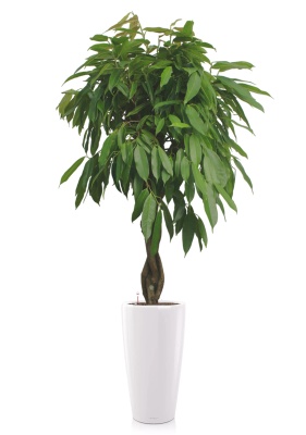 Фикус Амстел Кинг переплетенный 30/150 см в RONDO 40