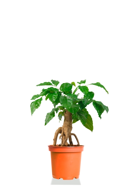 Радермахера бонсай 12/30 см Радермахера бонсай 12/30 см