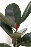 Фикус Эластика Абиджан 14/45 см в CLASSICO COLOR 18