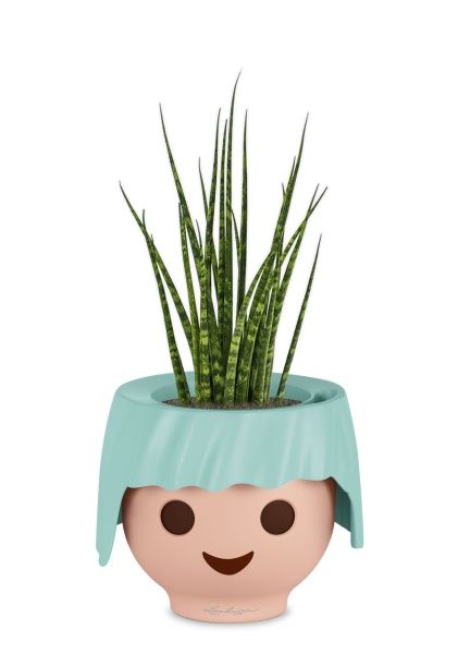 Сансевиерия Фернвуд в OJO Сансевиерия Фернвуд в OJO