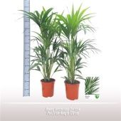 Ховея Форстериана d21 см h125 см