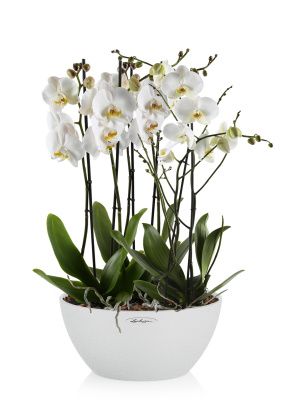 Орхидея Фаленопсис Cubeto Color 30/75 см, Песочный белый