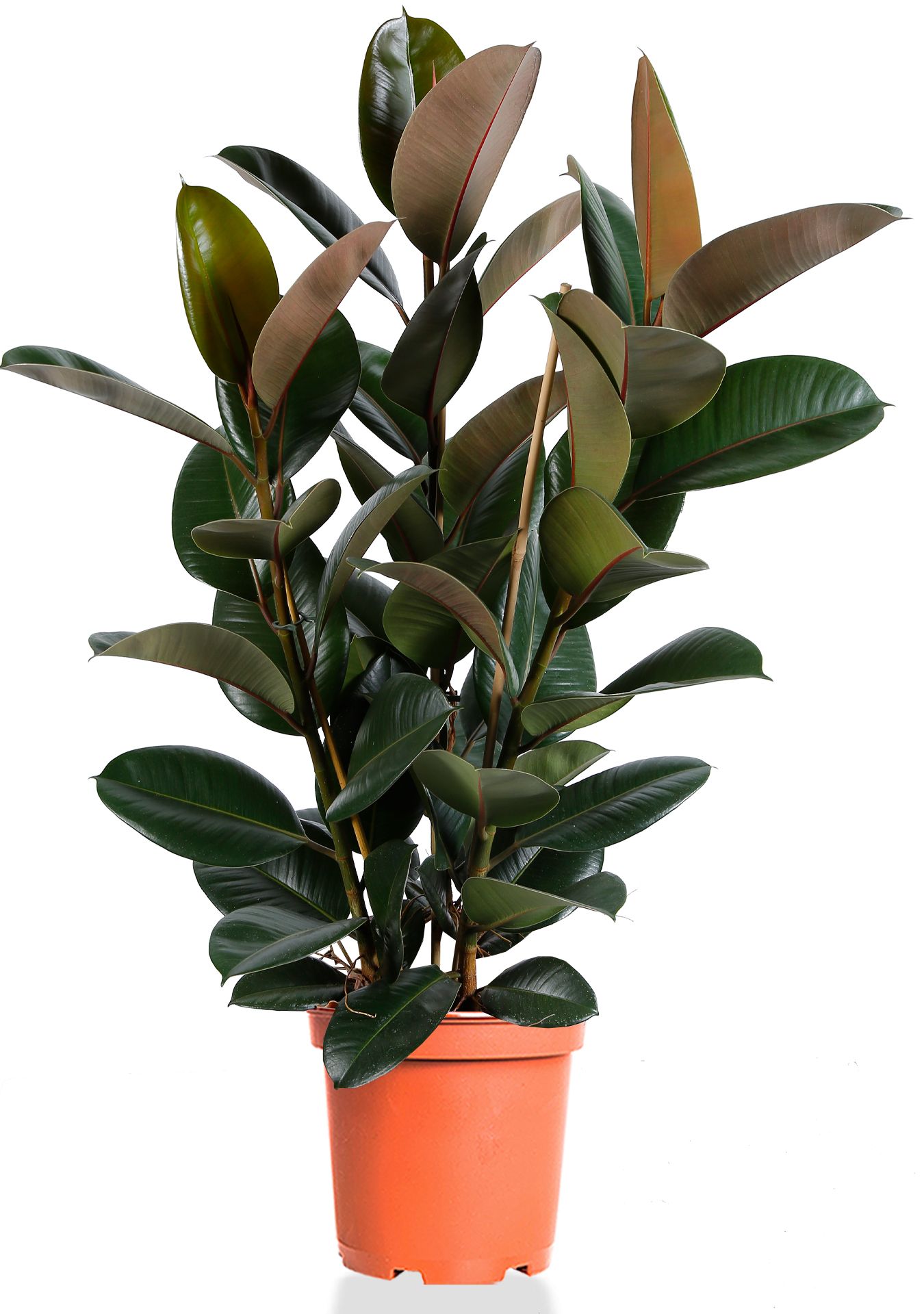 Фикус Эластика Робуста 3 ствола 27/110 см Фикус Эластика Робуста 3 ствола 27/110 см