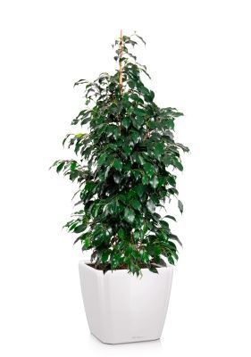 Фикус Бенджамина Даниэль пирамида 27/140 см в QUADRO LS 35, белый блестящий