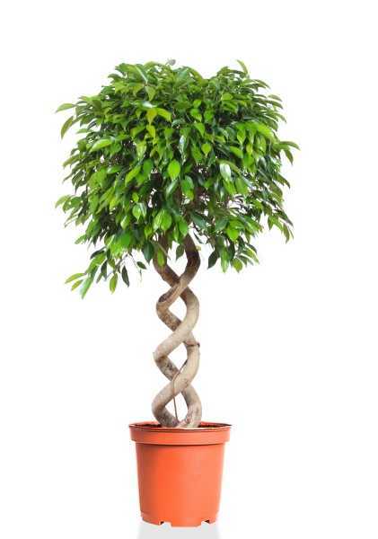 Фикус Бенджамина Экзотика переплетенный двойная косичка d31 см h140 см Фикус Бенджамина Экзотика переплетенный двойная косичка d31 см h140 см