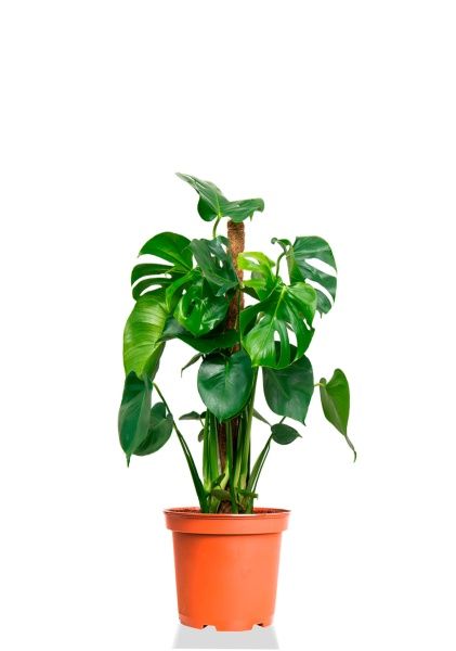 Монстера Делициоза 19/90 см