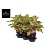 Аглаонема Коко Мелон "Coco Melon" 19/60 см