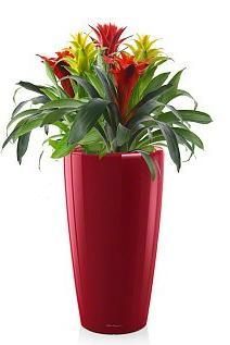 Гузмании в RONDO 40 Гузмании в RONDO 40