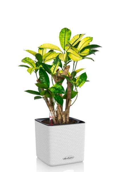 Кротон Миссис Айстон в CUBE COLOR 14