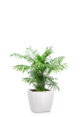 Хамедорея 23/90 в QUADRO LS 28, белый блестящий