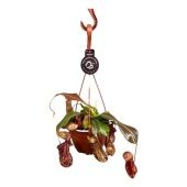 Непентес Гайя d14 см h28 см