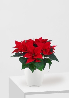 Пуансеттия 12/40 см в CLASSICO 18, белый