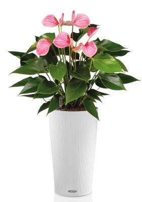 Антуриум Андрианум розовый 17/60 см в CILINDRO 23, белый