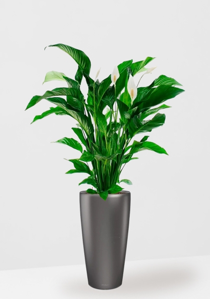 Спатифиллум Свит 24/110 см в RONDO 32 Спатифиллум Свит 24/110 см в RONDO 32