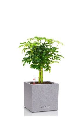 Шеффлера компакта на штамбе 12_40 см в CANTO STONE 14 Шеффлера компакта на штамбе 12_40 см в CANTO STONE 14