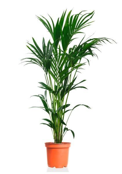 Ховея 23/210 см Ховея 23/210 см