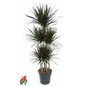 Драцена Маргината Маджента карусель d31 см h150 см