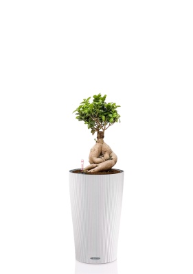 Фикус Микрокарпа Гинсенг 17/35 см в CILINDRO 23