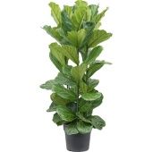 Фикус Лирата 3 ствола d34 см h180 см Фикус Лирата 3 ствола d34 см h180 см