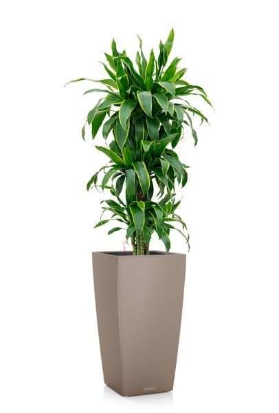 Драцена Артуро бранч 24/120 см в CUBICO COLOR 30