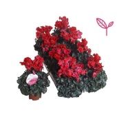 Цикламен Merengue Red d12 см h20 см Цикламен Merengue Red d12 см h20 см