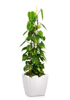 Филодендрон Сканденс Бразил на опоре 24/120 см в QUADRO LS 35, белый блестящий