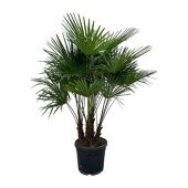 Трахикарпус Форчуна d50 см h230 см тип 2