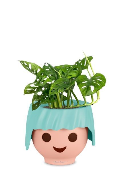 Монстера Манки 12/30 см в OJO