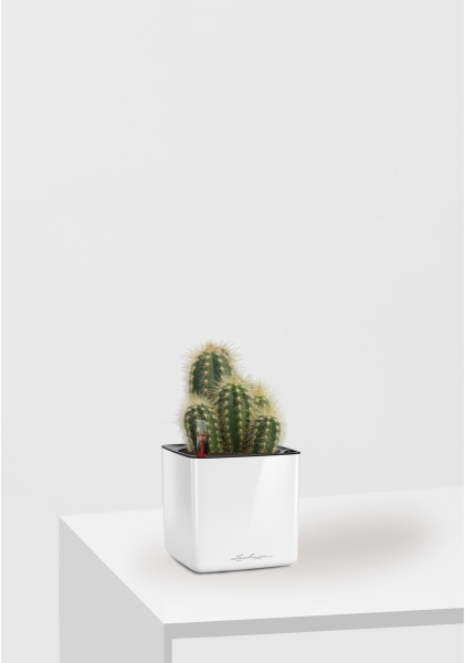 Кактус микс 8 см в CUBE GLOSSY 14