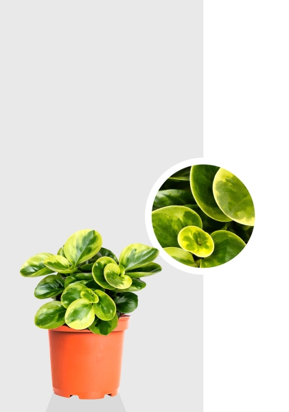 Пеперомия микс d12 см h20 см