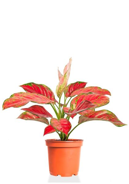 Аглаонема Корал Ред 12/40 см