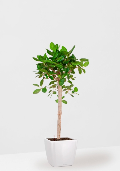 Фикус Бенгальский Одри на штамбе 24/110 см в QUADRO LS 35 Фикус Бенгальский Одри на штамбе 24/110 см в QUADRO LS 35