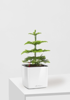 Араукария 1 ствол 10/30 см в CUBE GLOSSY 14