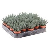 Хавортия маргаритифера d5.5 см h8 см