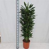 Драцена Стеднери бранч разветвленная d35 см h180 см