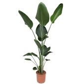 Стрелиция Николай d24 см h170 см Стрелиция Николай d24 см h170 см