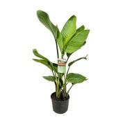 Стрелиция Августа d21 см h100 см