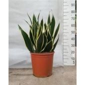 Сансевиерия Найт Шейд d30 см h70 см