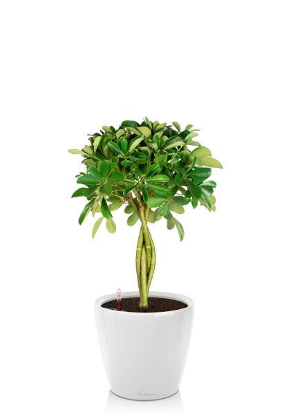 Шеффлера Нора 21/75 см в CLASSICO LS 28