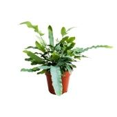 Флебодиум Ауреум Блю Стар d12 см h30 см