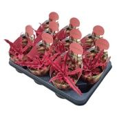 Криптантус Bivittatus Rubin Star Potcover d10.5 см h12.5 см Криптантус Bivittatus Rubin Star Potcover d10.5 см h12.5 см