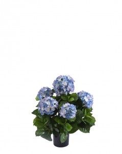 Гортензия куст тёмно-голубой большой в горшке