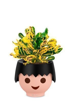 Кротон Еллоу в OJO, черный Кротон Еллоу в OJO, черный